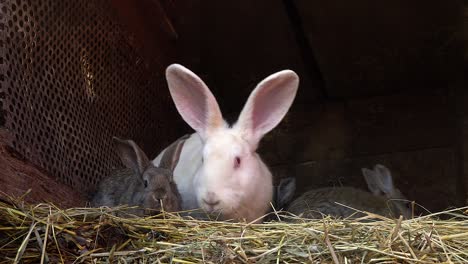 pequeño conejo gris en el nido con su madre