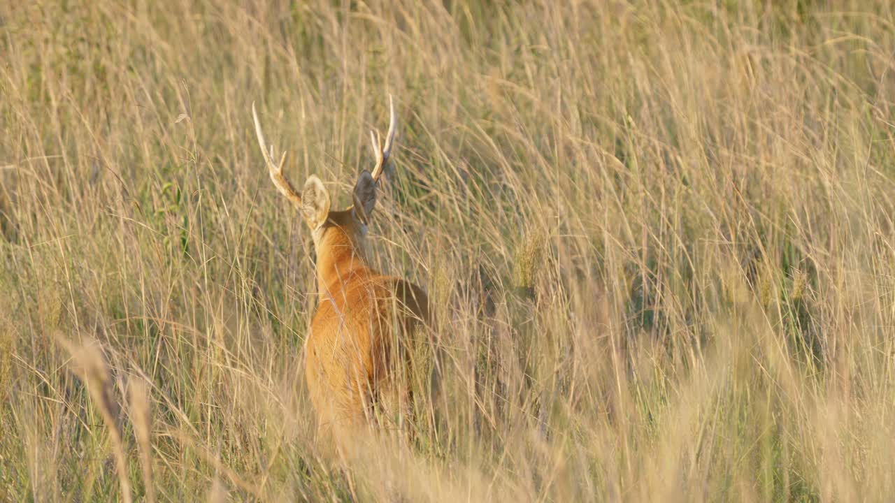 ciervo de pantano oculto salvaje, blastocerus dichotomus camuflado en centeno salvaje denso, alejándose en cámara lenta en los humedales de ibera, reserva de la biosfera del pantanal, brasil
