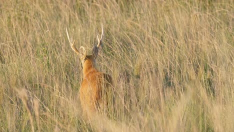 wild hidden marsh deer, blastocerus dichotomus camouflage in dense wild rye, walking away in slow motion at ibera wetlands, pantanal biosphere reserve, brazil