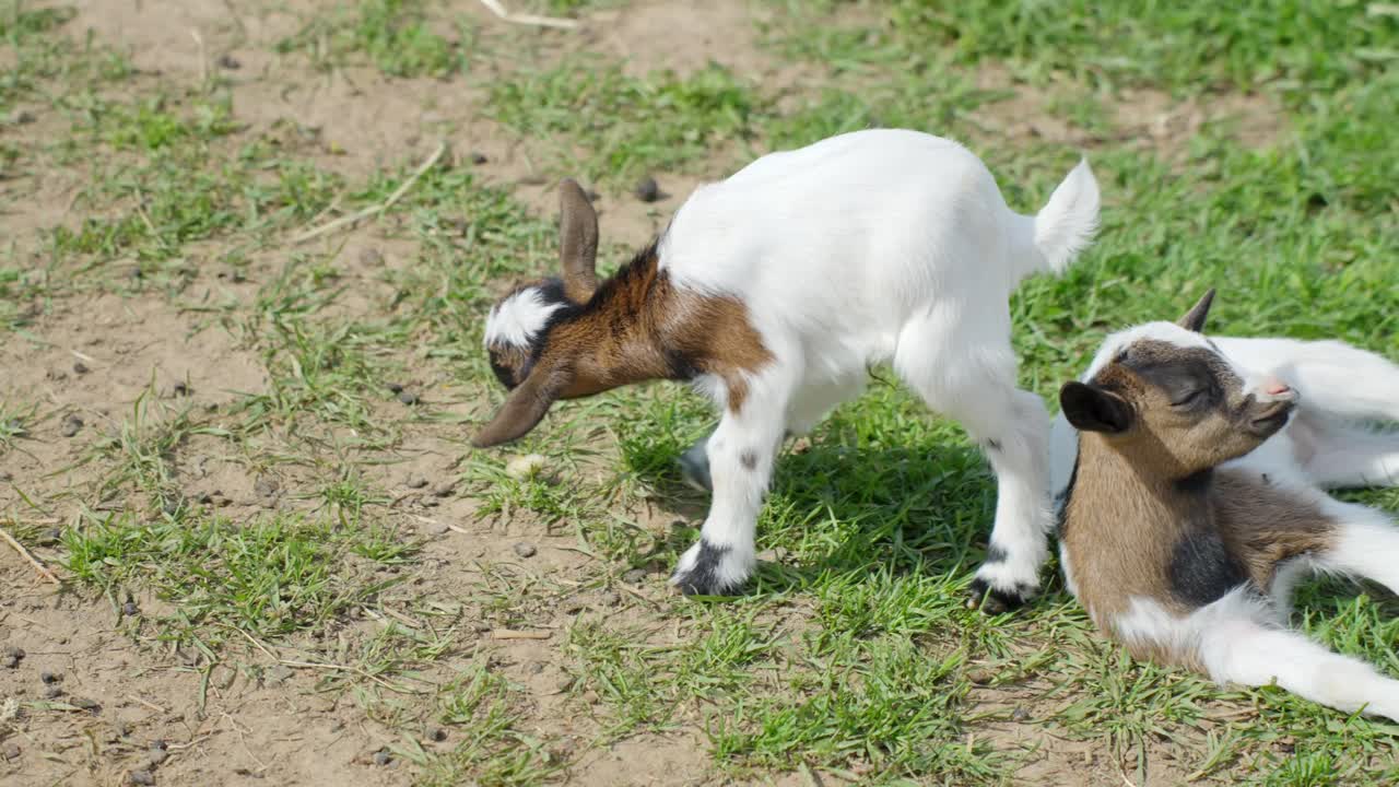 Two dwarf goats play and rest on grassy dirt at sunny petting zoo