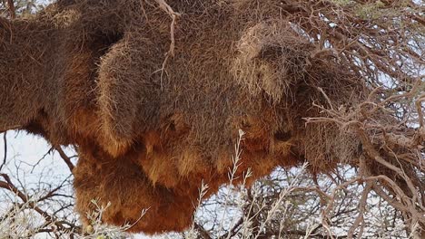 sociable weavers build massive multi-generational nests with sticks