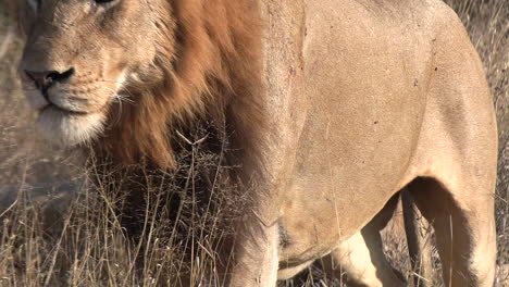 a male lion stands up out of the tall grass and walks away