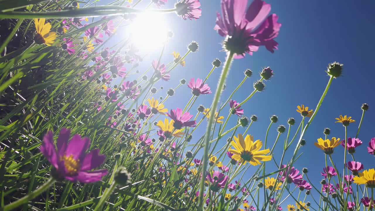 Vídeo em ângulo baixo de flores silvestres vibrantes contra um céu azul claro, capturando a essência da primavera.