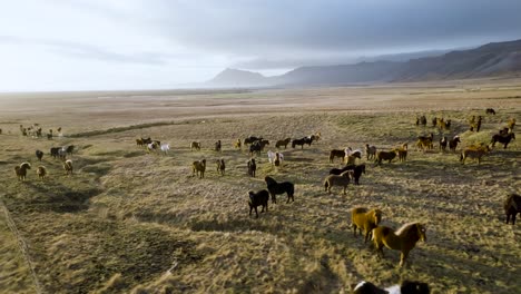 Toma-Aérea-De-Un-Vasto-Campo-Con-Caballos-Islandeses