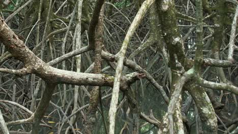 sistema de raíces del bosque de manglares en aguas tropicales