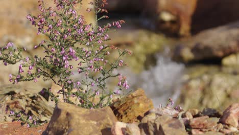 Vegetation-and-acid-water-stream-in-Sao-Domingos-Mine-in-Portugal,-closeup-view