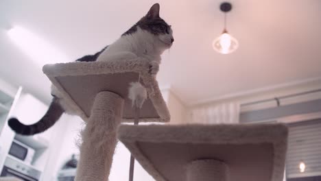 cat laying at scratching post indoor at home with carpet small cat tree, paw shaped base, hanging ball toy for cats and kittens