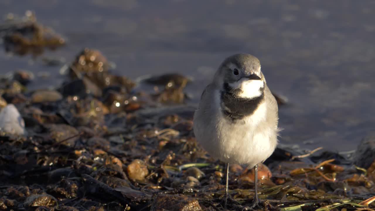 pequeño pájaro de cola blanca en busca de gusanos en el borde de un río al atardecer - cierre de tiro largo de ángulo bajo