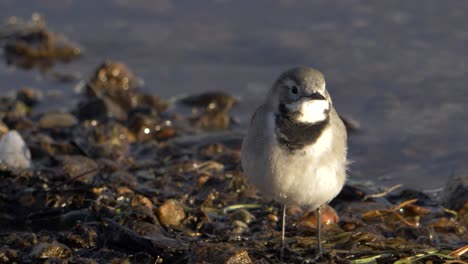 little white wagtail bird looking for worm on the edge of a river at dusk - close up low angle long shot