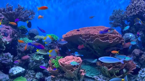 bright and colorful tropical reef fish aquarium full of life and movement