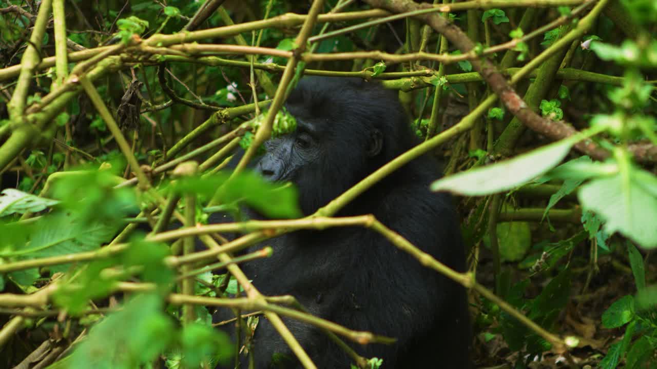 Gorilla peloso mastica il cibo mentre si rilassa nella foresta pluviale
