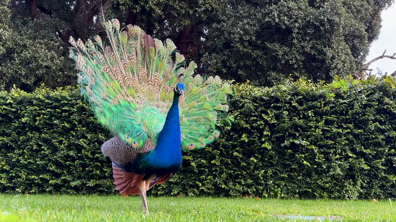 Pavões em um jardim no Porto, Portugal