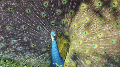 un pavo real azul y verde haciendo un movimiento defensivo para intimidar a su atacante