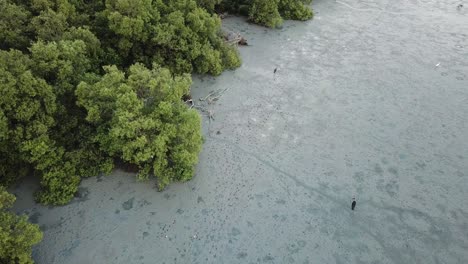 footprint due to asian open bill walk at swamp at penang, malaysia.