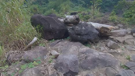 dry fallen tree trunk lying at mountain hiking trails at forest at day