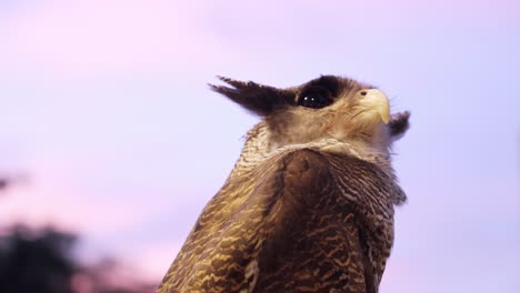 Geflügelte-Federohren-Des-Beluk-Jampuk-Uhu-Oder-Bubo-Sumatranus-Vor-Blauem-Himmel