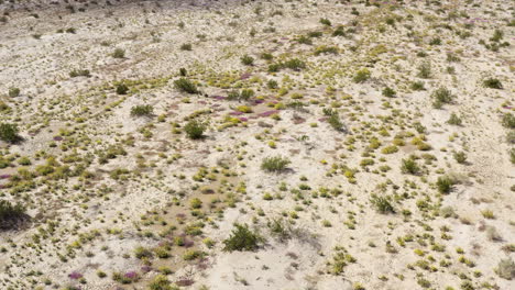 Vegetation-and-Wildflowers,-Descending-Aerial-shot