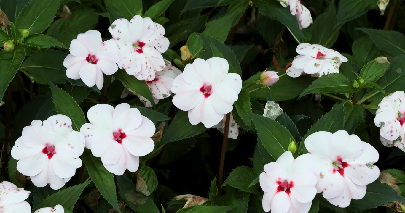 Impatiens sodenii (Rododendro del pover'uomo) nei Giardini Butchart di Victoria, Columbia Britannica, Canada.