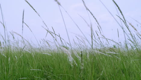 잔디, 초원, 목초지 및 습지 서식지에서 발견되는 열대 풀인 코곤 풀 (imperata cylindrica) 의 후퇴하는 느린 동작 촬영