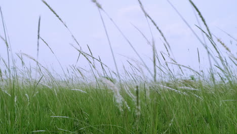 retreating slow motion shot of cogon grass, imperata cylindrica, a tropical grass that is found in grasslands, meadows, pastures, and swampy habitats