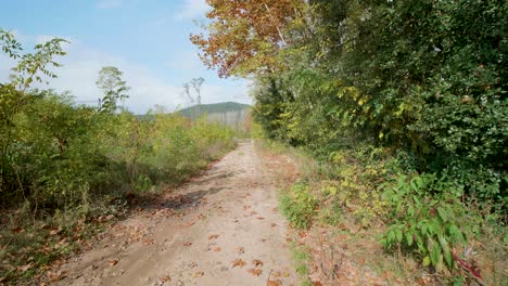 bosque de otoño, paseo cardán