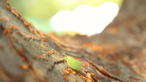 leaf-bug-crawls-up-a-tree