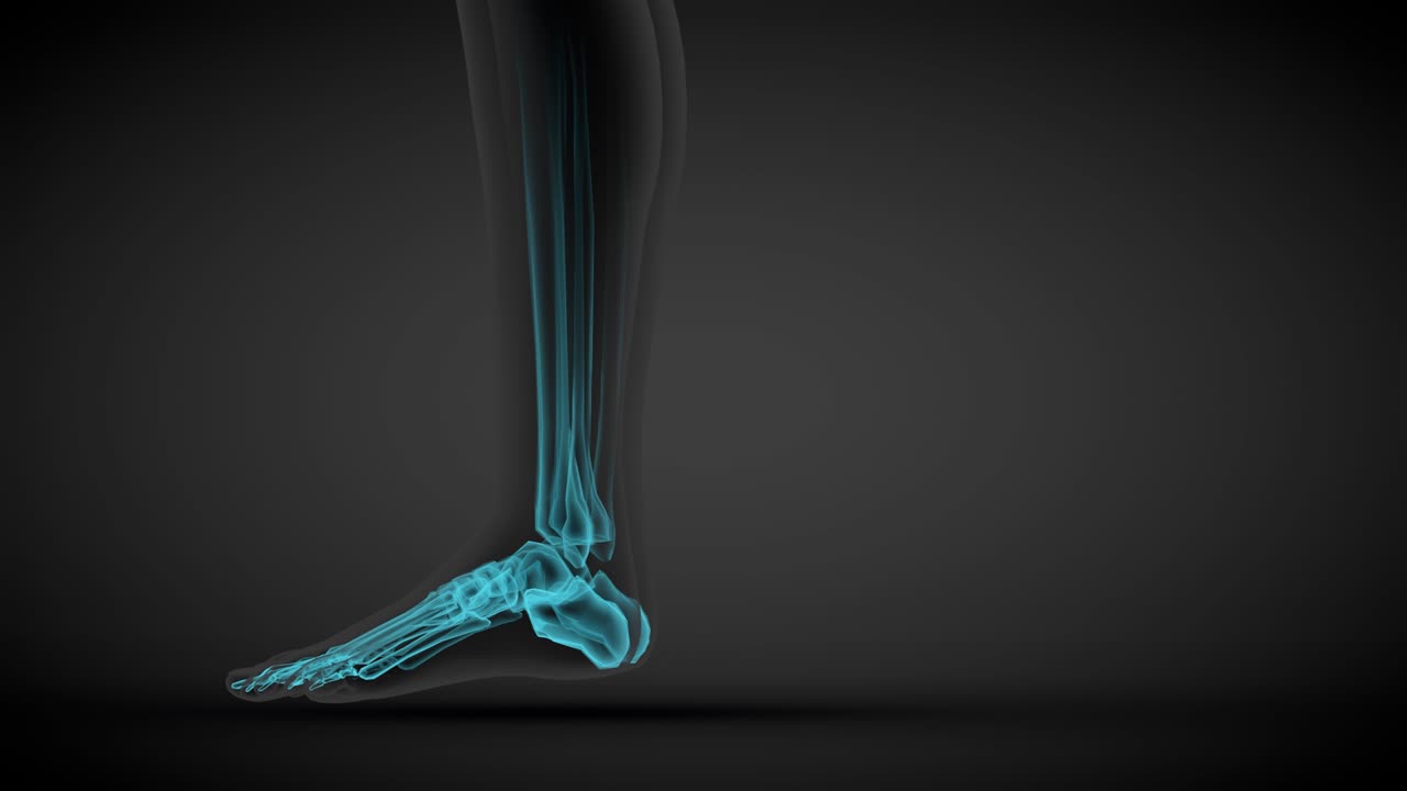 여성 몸의 회전 - 골격 와 다양한 내부 기관의 스레이 스캔, 인체 연구 일러스트레이션 - 4k 60fps uhd