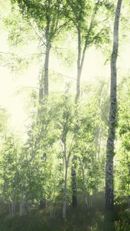 sunlight streaming through a birch forest