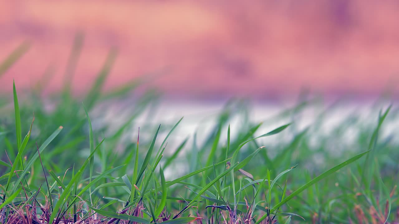 Blowing green grass foreground with golden pink bokeh background