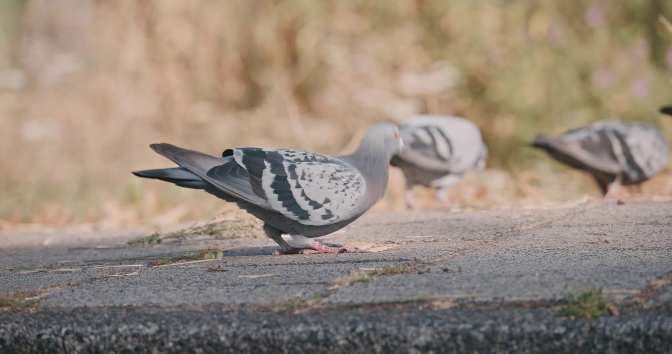 Tre duer søger føde på fortovet med sløret græsbaggrund, dagslys, natur udendørs, fugle, byens dyreliv