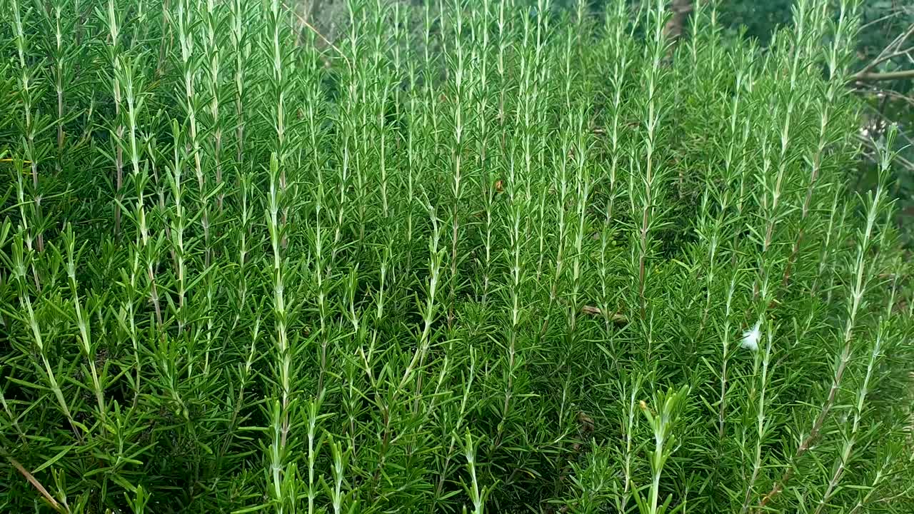 rosemary plant with an intense color