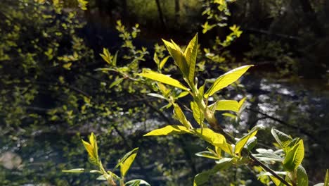 planta que crece por el arroyo a la luz del sol en primavera