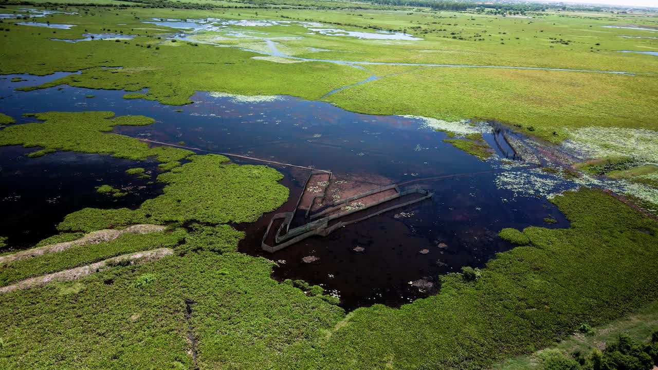 동남아시아 습지 습지의 화살촉 물고기 통발