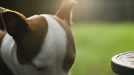 cinematic brown and white pitbull terrier sniffing table 4k