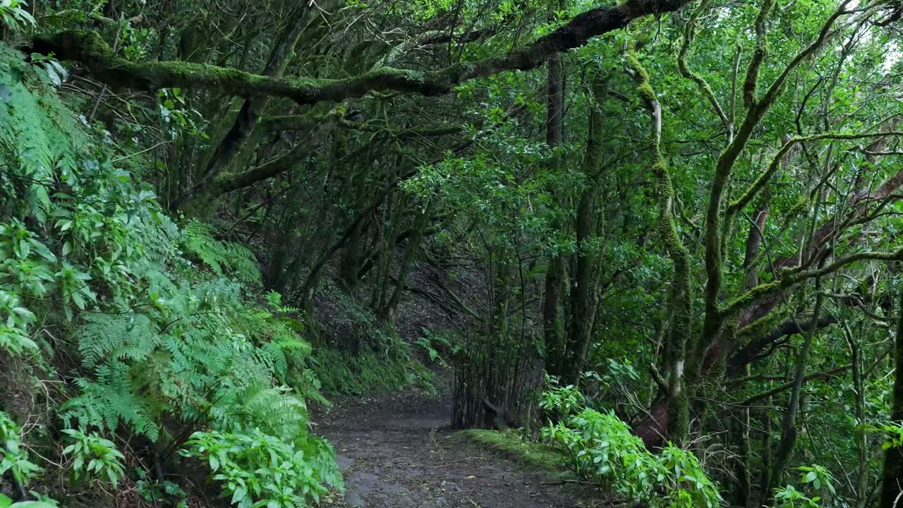Seren sti der snoer sig gennem en tæt, frodig grøn skov