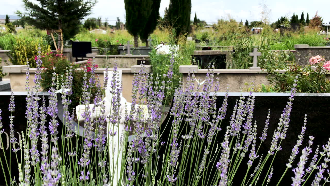 묘지에 있는 라벤더