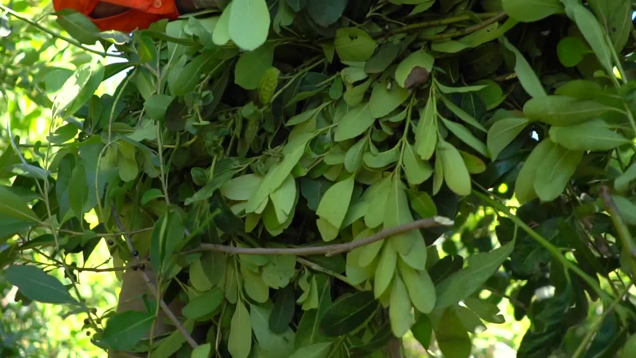 un trabajador levanta un montón de yerba mate después de la cosecha en una plantación, argentina