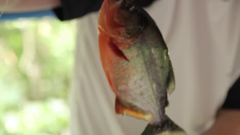 A-fisherman-holding-a-Piranha-from-the-Amazon-River-in-Manaus,-Brazil