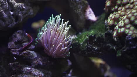 bicolor blenny is watching as anemone waves in the tropical aquarium