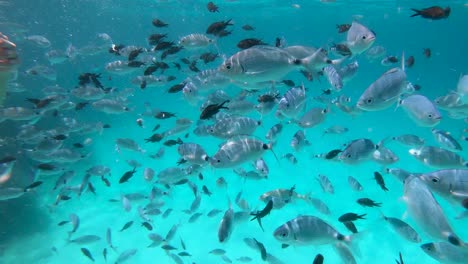 feeding fish while snorkeling on the island of menorca