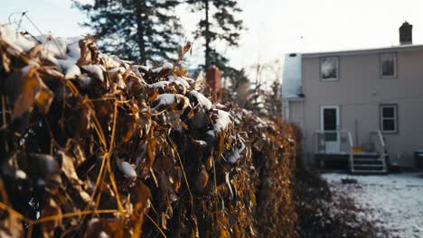 Umlaufende-Aufnahme-Von-Blättern-Und-Laub,-Die-Einen-Zaun-Bedecken,-Während-Schnee-Die-Spitzen-Der-Blätter-Bedeckt