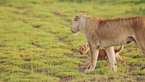 funny animals shot of lion and cub in tanzania in serengeti national park in africa, pride of lions playing and walking in beautiful african scenery landscape, african wildlife animals safari