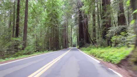 pov footage of driving on the avenue of the giants