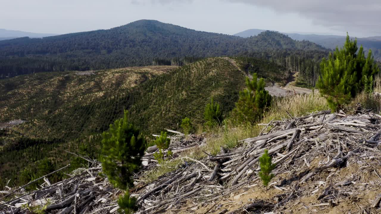 bosque destruido por la industria maderera con nuevos árboles de pino que crecen entre restos de madera, antena
