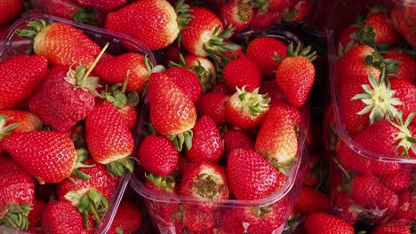 fresh strawberries in plastic trays