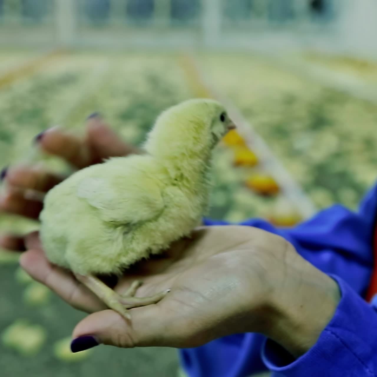 Farmer holds chick on hand