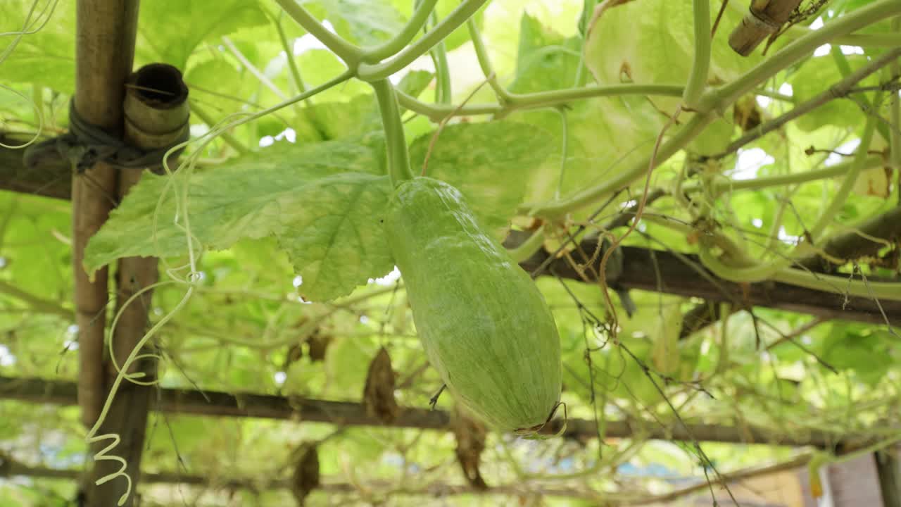 primer plano de un arbusto de fruta de calabacín verde con vides que crecen sobre un marco de pérgola de madera en el jardín de gran altura en palos de bambú conectados
