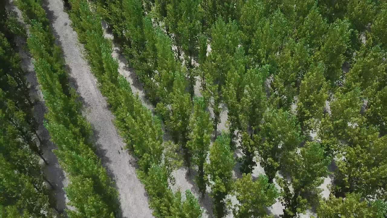 Birds Eye Aerial View of Artificial Forest For Wood Industry in Mendoza Wine Country, Argentina