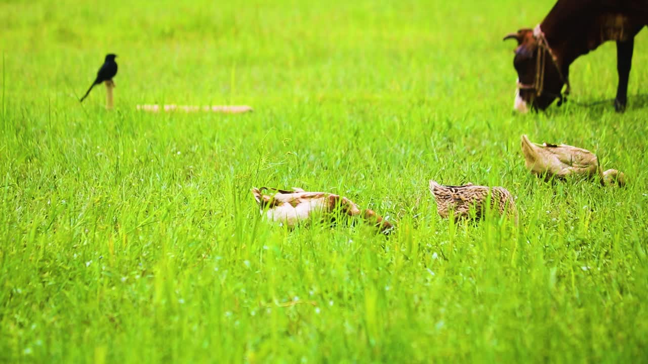 농촌 자연에서 동물 사육