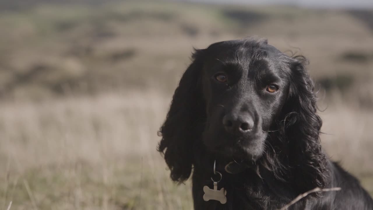 Black English Working Cocker Spaniel close up with drooping silky fluffy ears blowing in the wind on Cleeve Hill Cheltenham Gloucestershire
